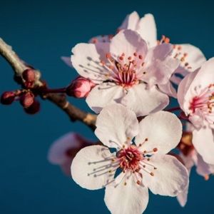 Meet your Posher, Sydney